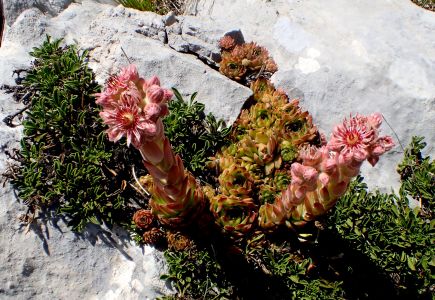 SEMPERVIVUM TECTORUM – netřesk střešní